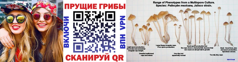 Псилоцибиновые грибы GOLDEN TEACHER  Стародуб 